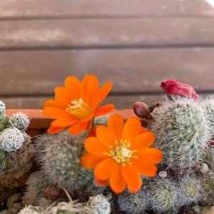 Meet your Posher, Katayoon